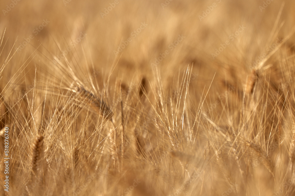 Wheat ears in the field, food background. Ears of wheat ripen in the field. Wheat field, agriculture, agricultural background. Ecological clean food, food safety. Wheat ears in the field, food background. Ears of wheat ripen in the field. Wheat field, agriculture, agricultural background. Ecological clean food, food safety.