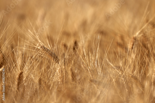 Wheat ears in the field, food background. Ears of wheat ripen in the field. Wheat field, agriculture, agricultural background. Ecological clean food, food safety. © EvgeniyQW