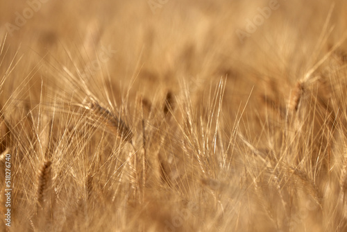 Wheat ears in the field, food background. Ears of wheat ripen in the field. Wheat field, agriculture, agricultural background. Ecological clean food, food safety.