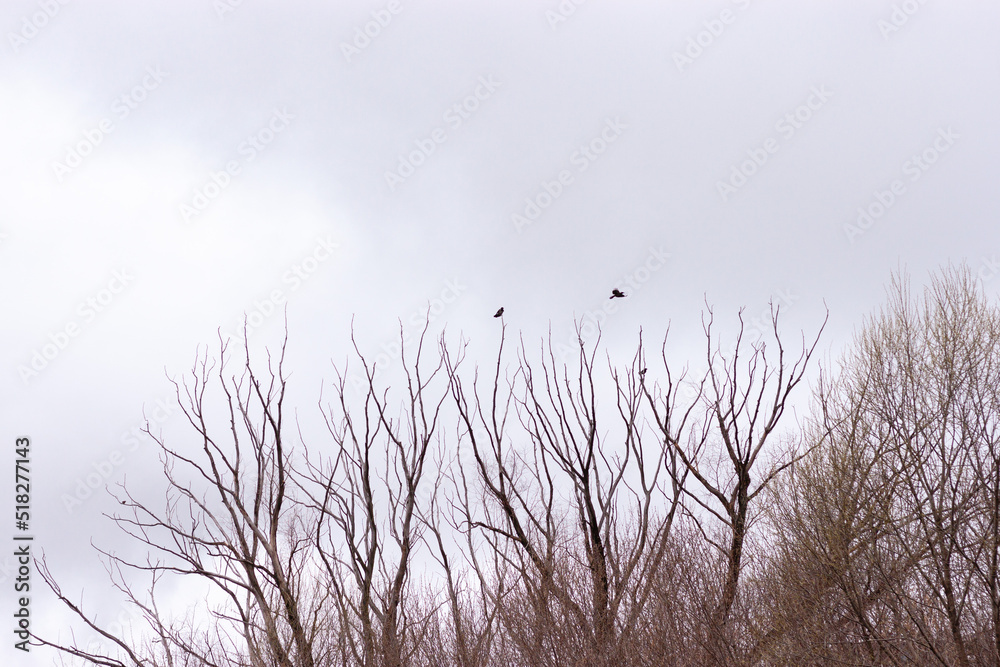 Leafless branches of trees with several black birds flying above. Cloudy sky is in the background