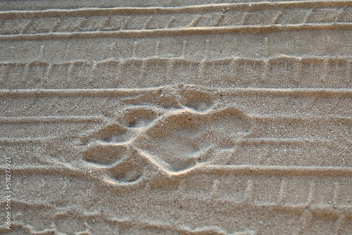 Kgalagadi Transfrontier National Park, South Africa: leopard spoor