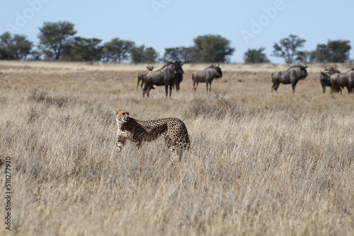 Fototapeta Naklejka Na Ścianę i Meble -  Kgalagadi Transfrontier National Park, South Africa: Acinonyx jubatus The cheetah
