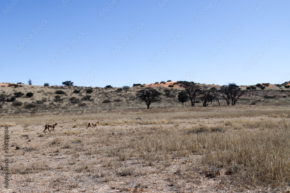 Kgalagadi Transfrontier National Park, South Africa: Acinonyx jubatus The cheetah Kgalagadi Transfrontier National Park, South Africa: Acinonyx jubatus The cheetah