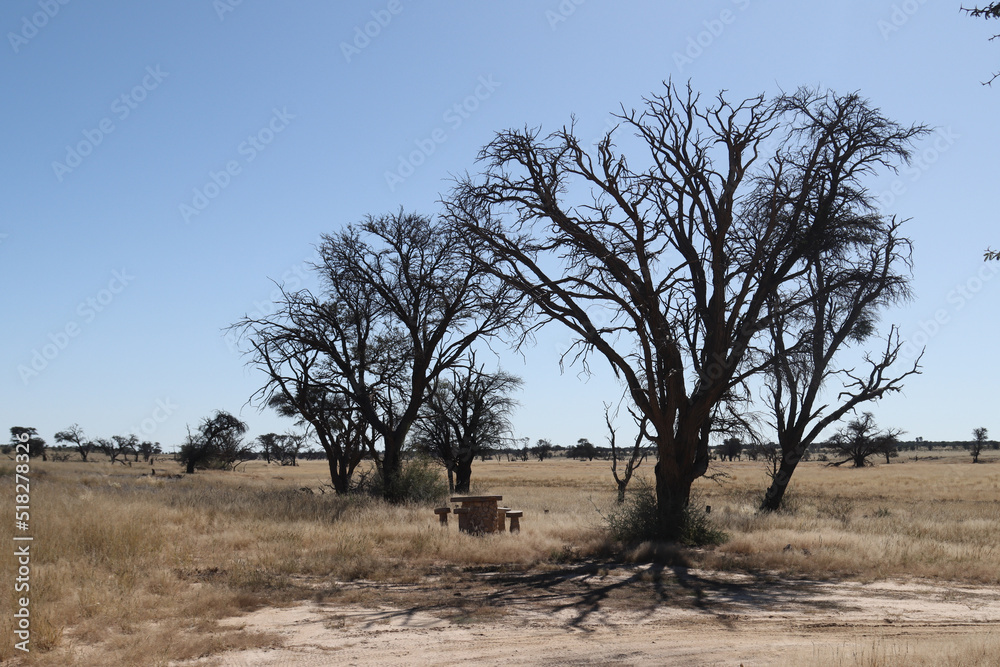 Kgalagadi Transfrontier National Park, South Africa: landscape showing the typical veld after a summer of good rainfall Union's end Picnic Site