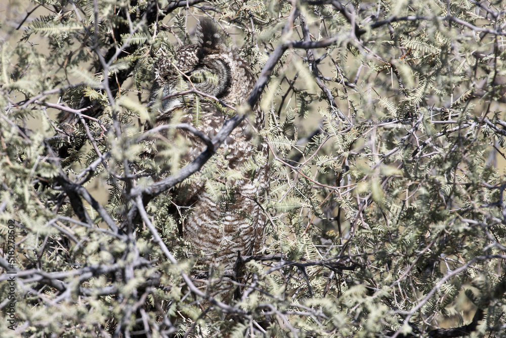 Fototapeta premium Kgalagadi Transfrontier National Park, South Africa: Spotted eagle owl showing how it blends in with its surroundings, Bubo africanus