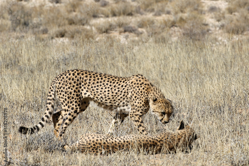 Naklejka premium Kgalagadi Transfrontier National Park, South Africa: Acinonyx jubatus The cheetah
