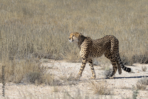 Kgalagadi Transfrontier National Park, South Africa: Acinonyx jubatus The cheetah photo