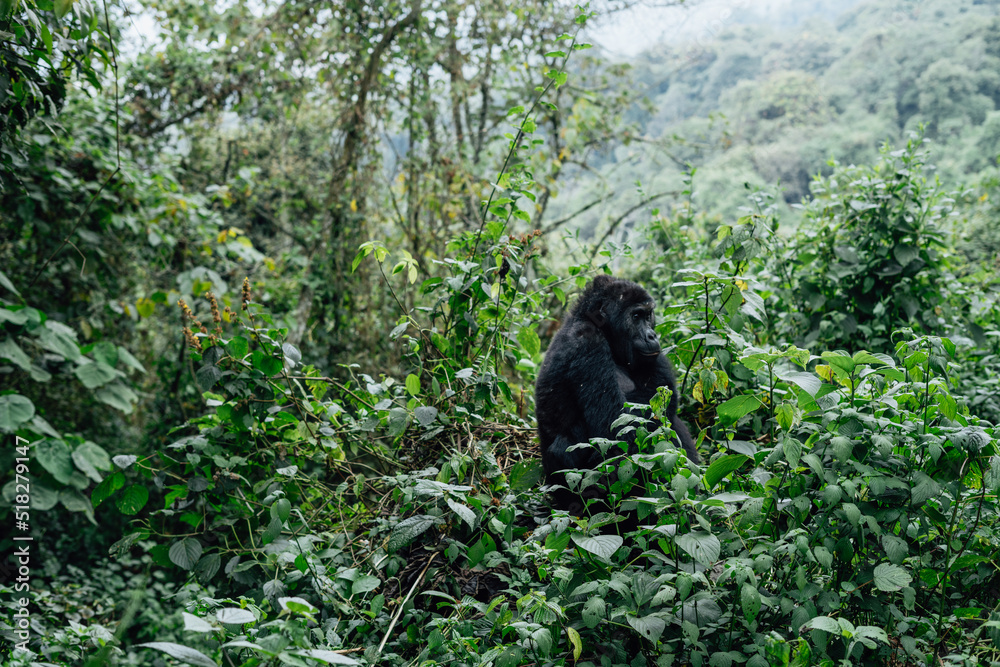 Obraz premium Portrait of a mountain gorilla. Bukavu in the DRC.