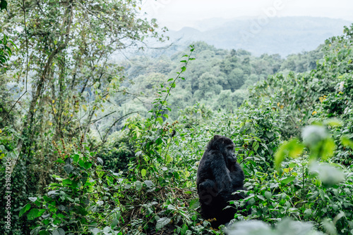 Portrait of a mountain gorilla. Bukavu in the DRC.