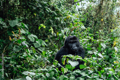 Portrait of a mountain gorilla. Bukavu in the DRC.