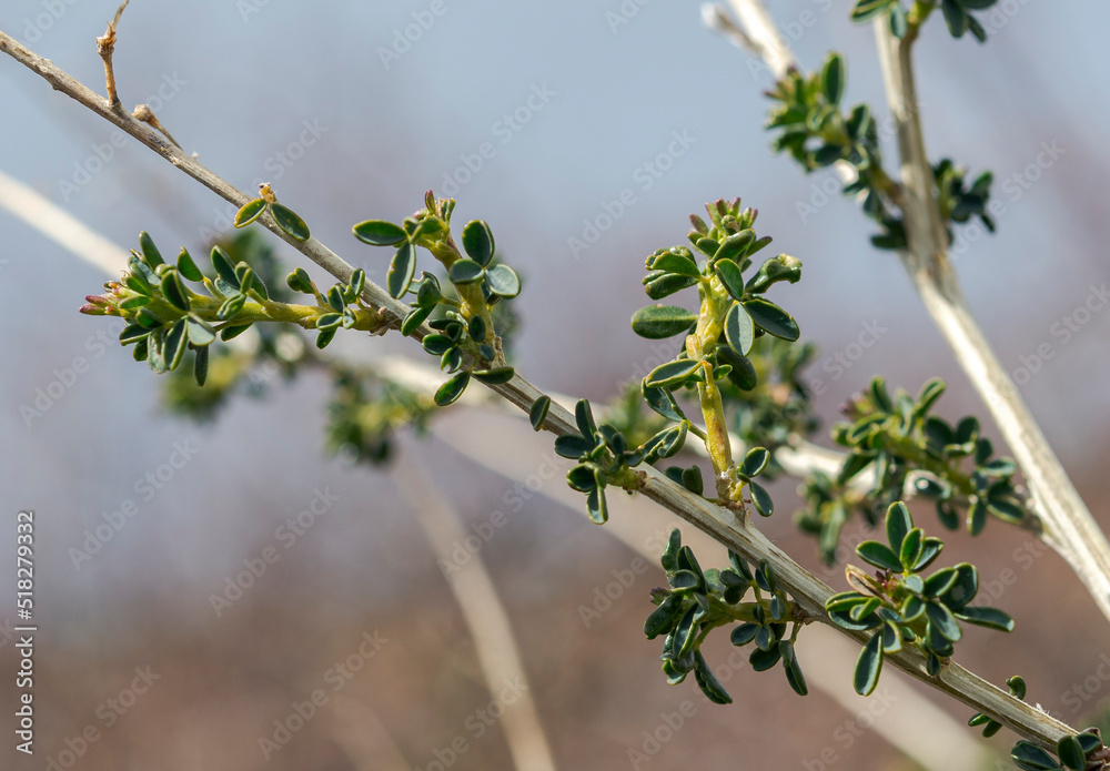 Adenocarpus complicatus, a flowering plant in the family Fabaceae. It inhabits the Mediterranean Region and south-western Europe. Adenocarpus complicatus, a flowering plant in the family Fabaceae. It inhabits the Mediterranean Region and south-western Europe.