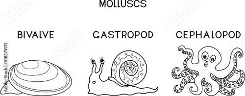 Coloring page with three types of molluscs: cephalopod, gastropod, bivalve. Educational material for biology lesson for primary school children