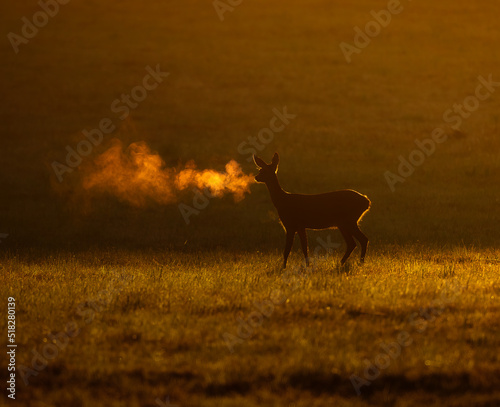 deer in the Morning light 