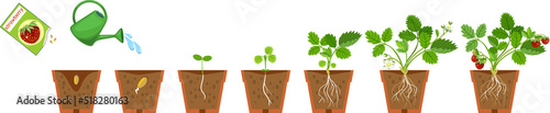 Life cycle of strawberry plant. Growth stages from seeding to flowering and fruiting plant with ripe red berries and root system in flower pot isolated on white background