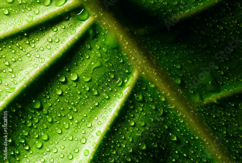 Bright green leaf with drops of water texture background