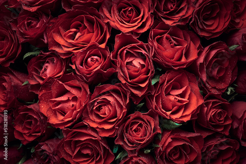 Beautiful red roses flowers background