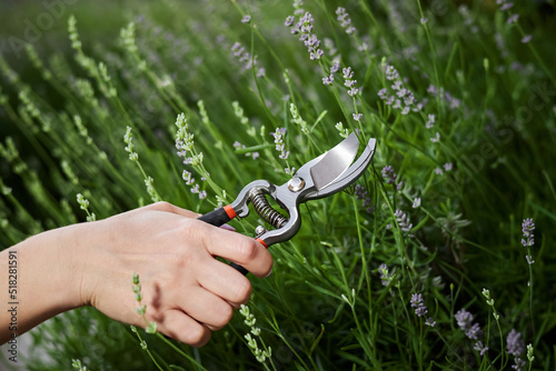 Girl cuts lavender with secateurs