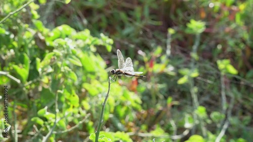 Dragonfly Perched With Transparent Wings In The Galapagos  photo