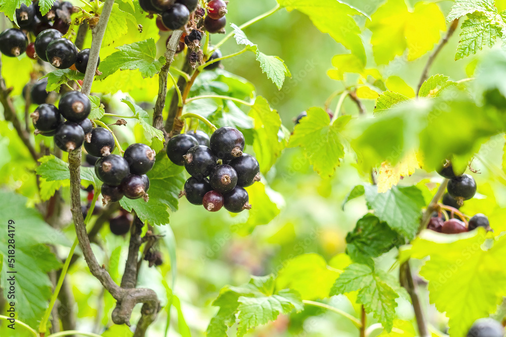 Bushes of ripe juicy currants in the orchard. Harvest season. Organic summer berry. Bushes of ripe juicy currants in the orchard. Harvest season. Organic summer berry.