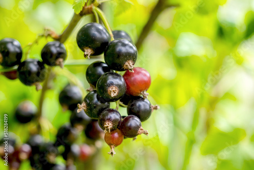 A branch of ripe black currant close-up on a blurred background. Bio food. Rich harvest concept.