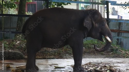 Indian elephants at zoo are chewing grass. Sumatran elephants at the Sawahlunto zoo. large, trunked and heavy beast. photo