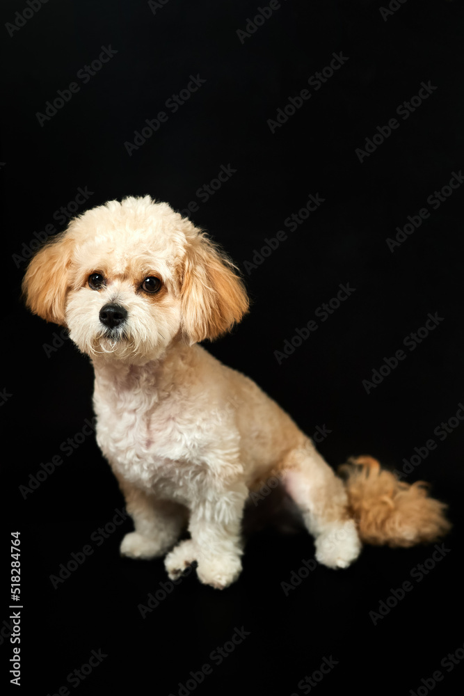 A portrait of beige Maltipoo puppy on a black background. Adorable Maltese and Poodle mix Puppy