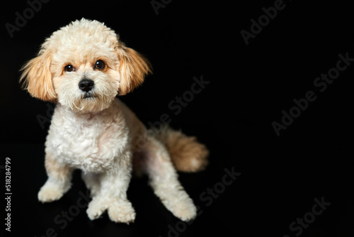 A portrait of beige Maltipoo puppy on a black background. Adorable Maltese and Poodle mix Puppy