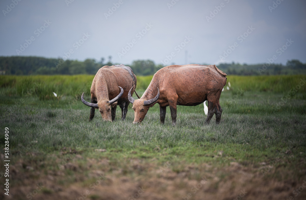 Fototapeta premium Buffalo walk around the farm