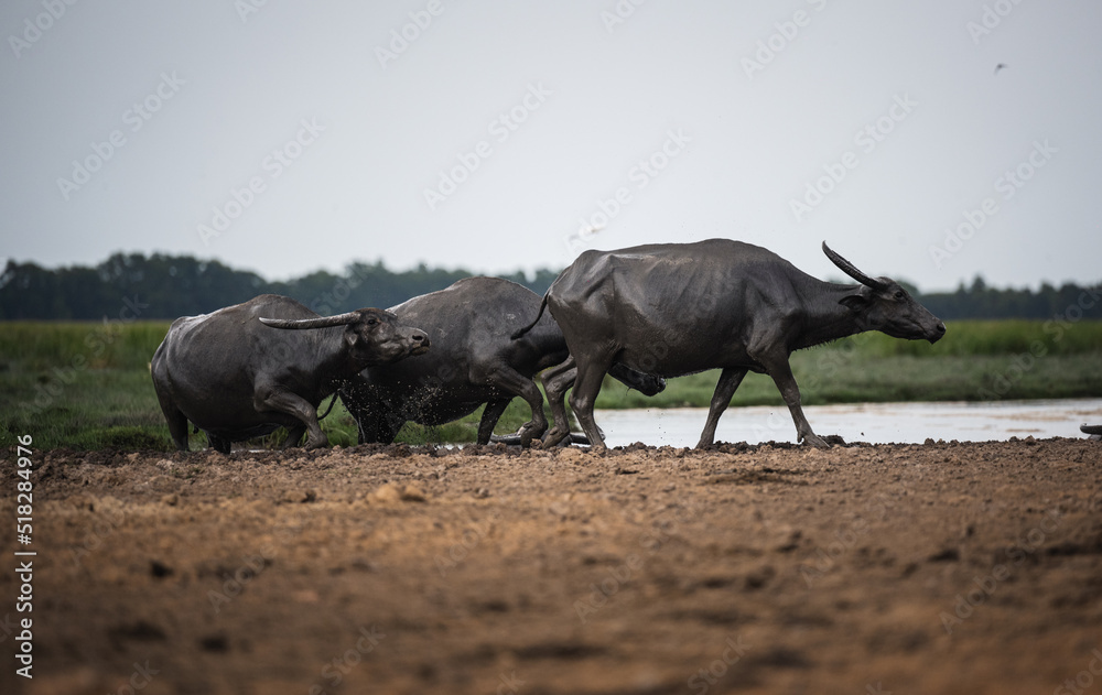 Fototapeta premium Buffalo walk around the farm
