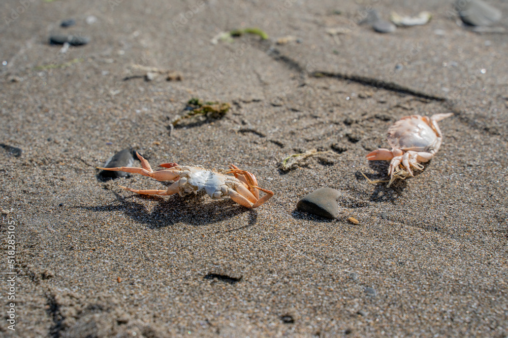 close up of crusteons crabs washed up on the beach with the incoming tide and scavenged by gulls close up of crusteons crabs washed up on the beach with the incoming tide and scavenged by gulls