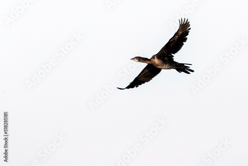 Pygmy Cormorant, Dwergaalscholver, Microcarbo pygmaeus photo