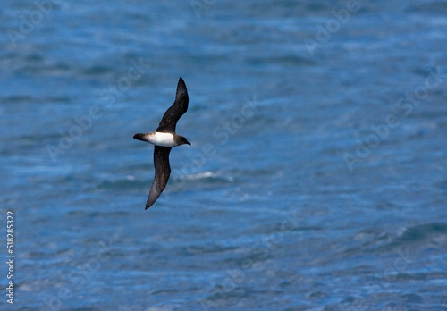 Schlegels Stormvogel, Atlantic Petrel, Pterodroma incerta photo