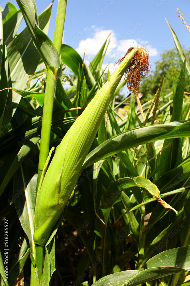 head of corn growing on a farm in Italy. Young cobs of corn growing in a field. harvesting. head of corn growing on a farm in Italy. Young cobs of corn growing in a field. harvesting.