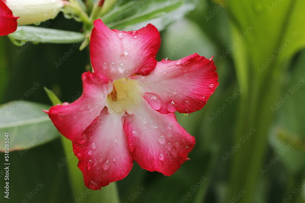 Pink adenium flowers with blur green leaves background. Adenium obesum is a colorful houseplant in temperate regions. Pink adenium flowers with blur green leaves background. Adenium obesum is a colorful houseplant in temperate regions.