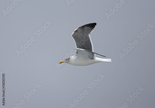 Atlantic Yellow-legged Gull, Atlantische Geelpootmeeuw, Larus michahellis atlantis photo
