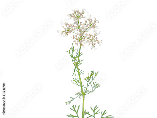 Coriander plant with flower isolated on white