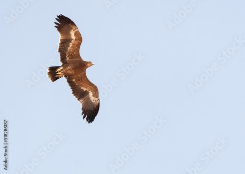 Steppearend, Steppe Eagle, Aquila nipalensis photo