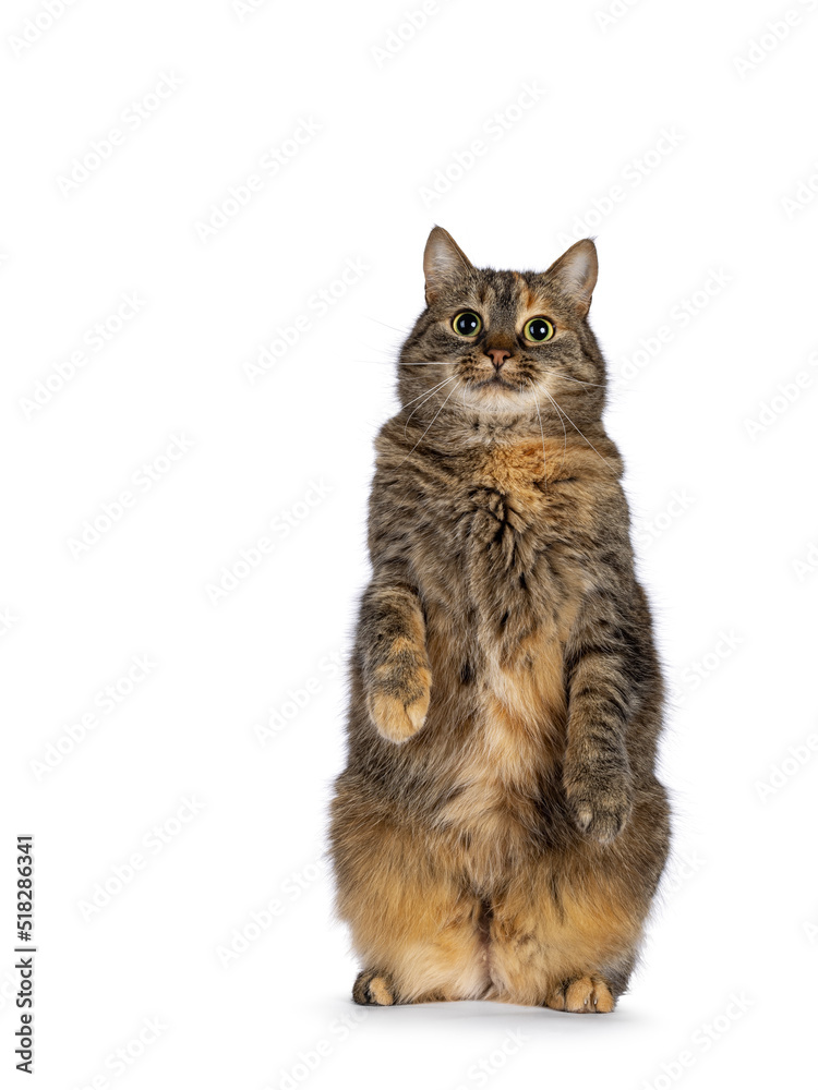 Sweet tortie house cat, sitting up facing front on hind paws like meerkat. Looking towards camera. Isolated on a white background.