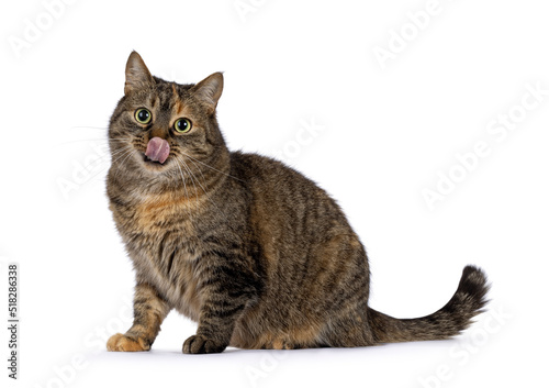 Sweet tortie house cat, sitting side ways, licking nose. Looking towards camera. Isolated on a white background.