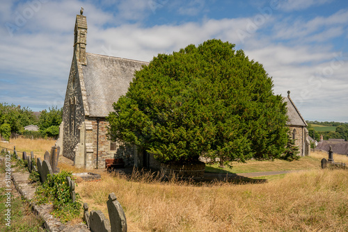 ancient old traditional yew tree in a church yard in Wales UK