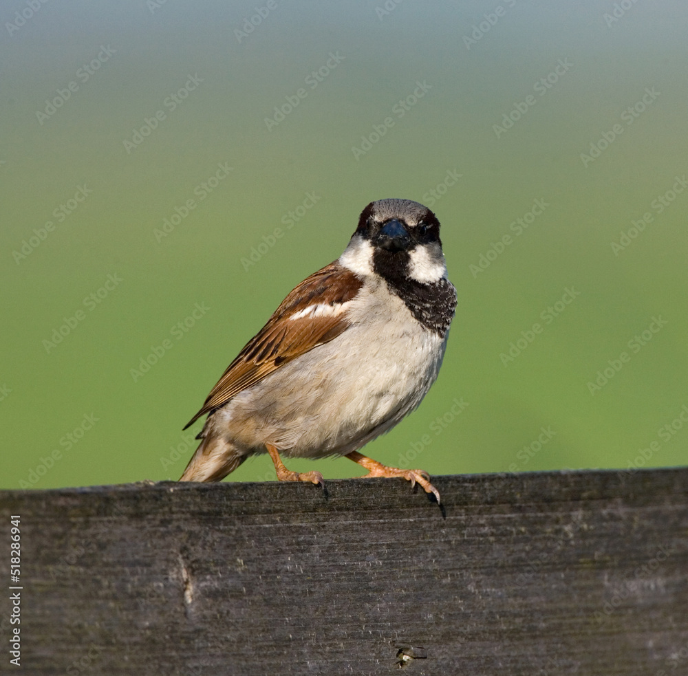 Obraz premium House Sparrow, Passer domesticus, male perched on a bench.