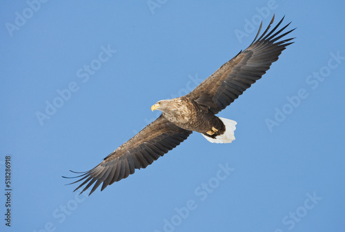 Zeearend, White-tailed Eagle, Haliaeetus albicilla photo