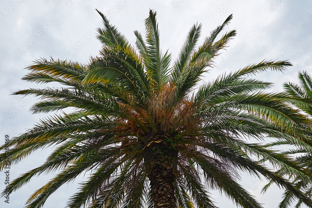 Tropical palm tree against the blue sky
