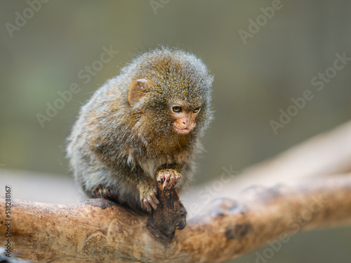 Fluffy pygmy marmoset is perching on tree branch. Portrait of one of world's smallest monkey. © Konstantin Aksenov