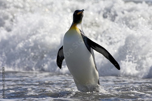 King Penguin  Aptenodytes patagonicus