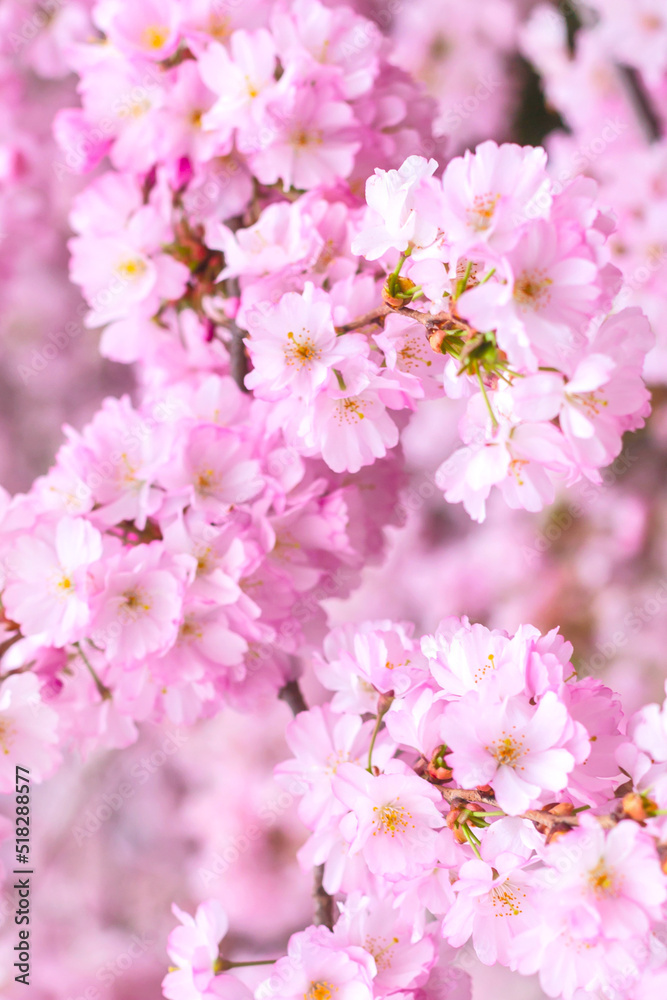 Spring branches of blossoming cherry, Pink sakura flowers
