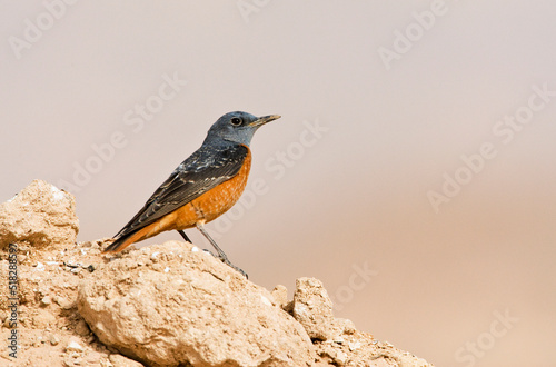 Male Rufous-tailed Rock Thrush, Monticola saxatilis, perched on the ground in the Negev desert.