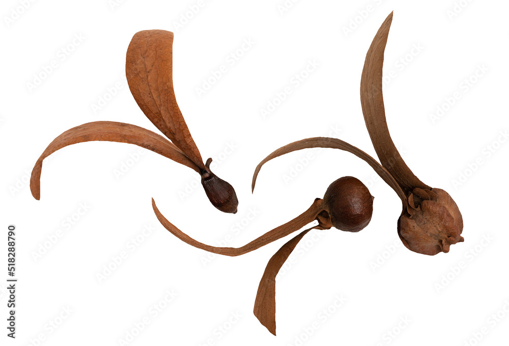 Dried Dipterocarpus alatus,Dipterocarpus turbinatus and Dipterocarpus