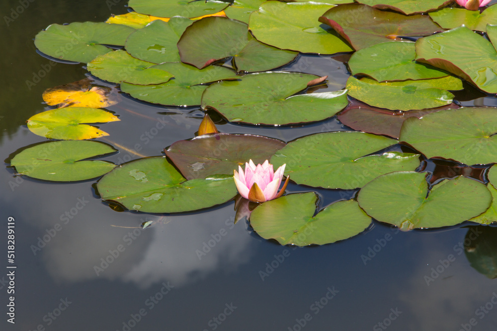 Pink water lily with leaves in a pond Pink water lily with leaves in a pond