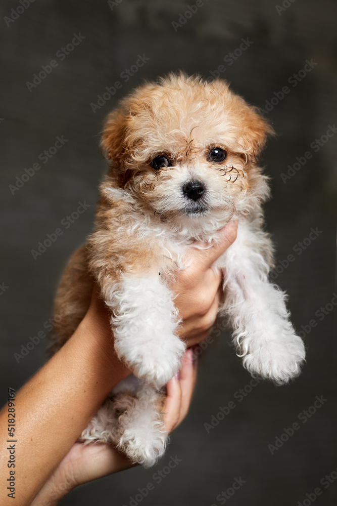 Maltipoo puppy. Adorable Maltese and Poodle mix Puppy in women hands on gray background Maltipoo puppy. Adorable Maltese and Poodle mix Puppy in women hands on gray background